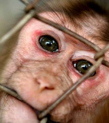 NO a la experimentación con animales vivos