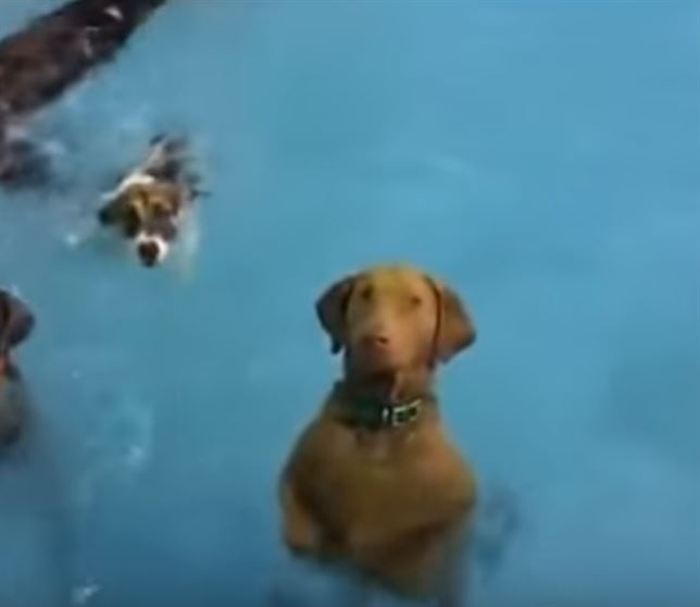 Una perra parece una estatua en la piscina (Mira el VIDEO)