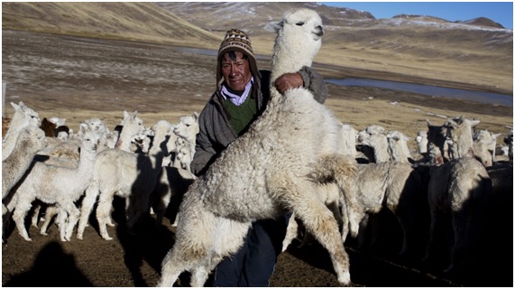 El clima frío mata 180000 alpacas en Perú