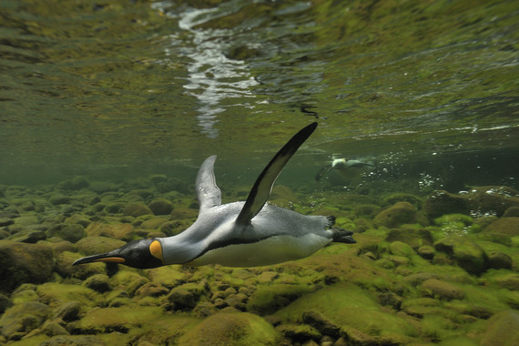 El pingüino rey ‘acorralado’ por el cambio climatico