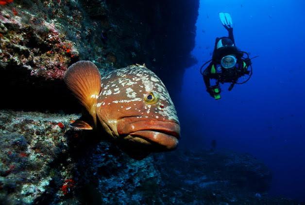 Hacen entrega a todos los grupos parlamentarios de 12.719 firmas en apoyo al Parque Nacional marino de El Hierro