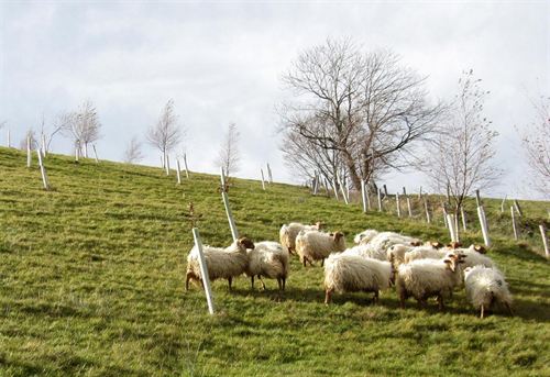 Plantan 5.000 árboles autóctonos en ocho hectáreas de la Montaña Pasiega cántabra