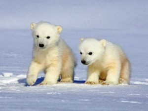 EE.UU. trabaja duro para la protección del oso polar