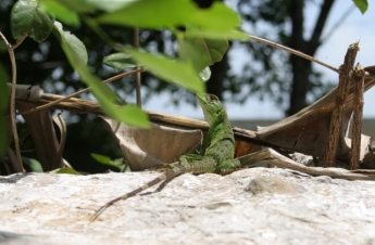 Protege Yucatán biodiversidad de áreas naturales protegidas