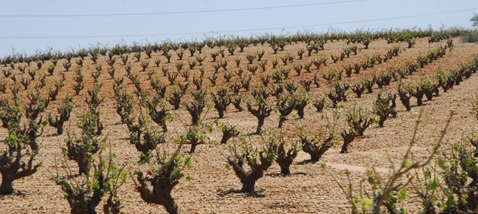 Plan PIMA para reducir las emisiones de CO2 del sector vitivinícola
