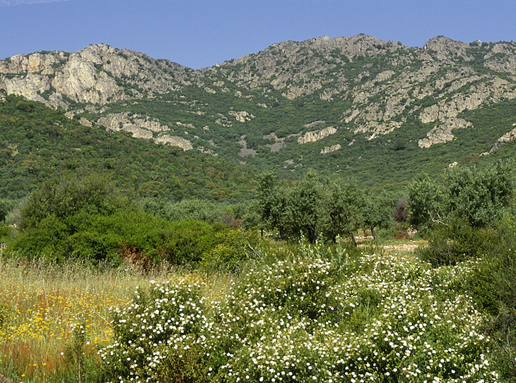 Unidas Podemos: reforma YA de la ley de Montes