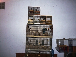 Agentes Rurales denuncian una persona en el Baix Penedés (Cataluña) por tráfico ilegal de pájaros fringílidos