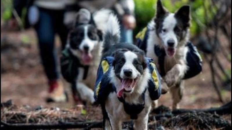 En Chile tres perras ayudan a restaurar los bosques quemados