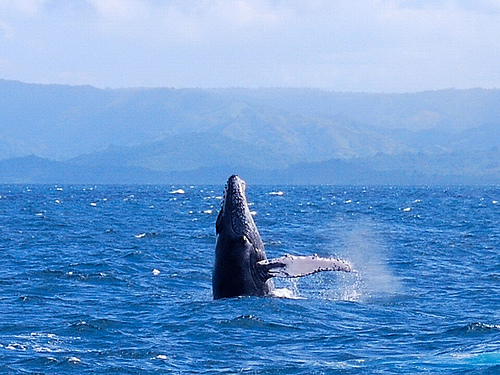 Las ballenas jorobadas crean amigos del alma
