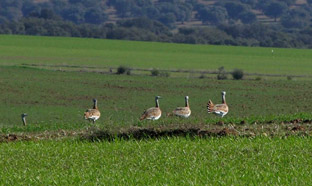 Conservación y Gestión en las Zonas de Especial Protección para las Aves Esteparias de Andalucía