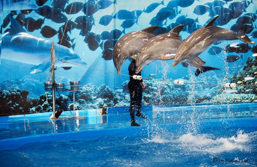 Barcelona ‘lamentablemente’ seguirá exhibiendo delfines