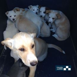 Ley de perros y gatos