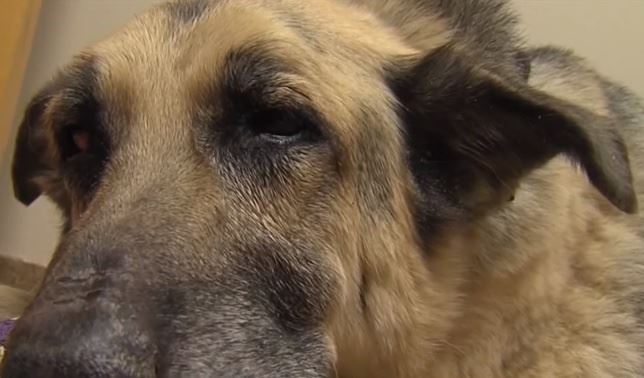 Un perro sobrevive después de 72 larguísimas horas enterrado vivo (Vea VIDEO)