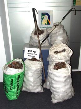 Denuncian en Córdoba a tres personas por recolecta ilegal de piñas en el Parque de Los Villares