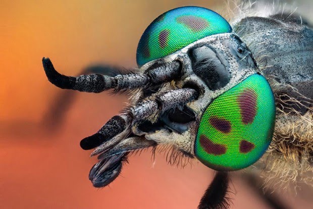 24 nuevas especies de moscas de las flores en Latinoamérica