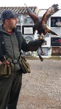 Con rapaces controlan las palomas en La Carolina (Jaén)