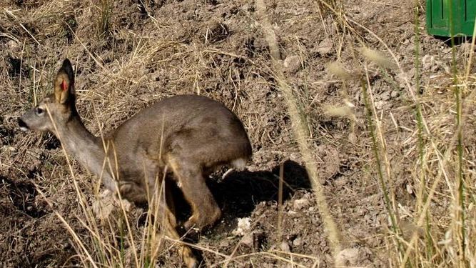 Liberan dos corzos andaluces en el Parque Sierra de Huétor (Granada)