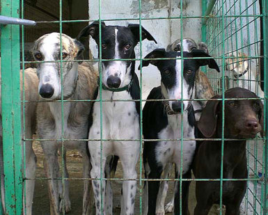 Localizan en Madrid un criadero canino ilegal con decenas de perros con problemas sanitarios y trastornos de conducta