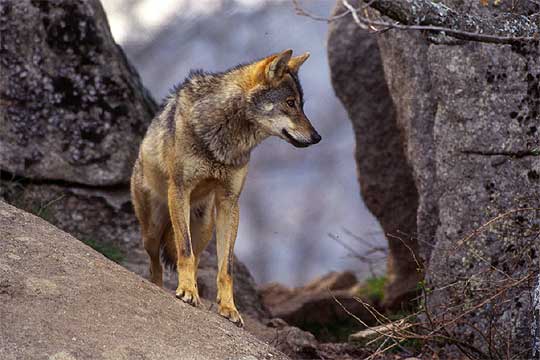 Matan un ejemplar de lobo en El Maderal (Zamora) con el visto bueno de la Junta de Castilla y León