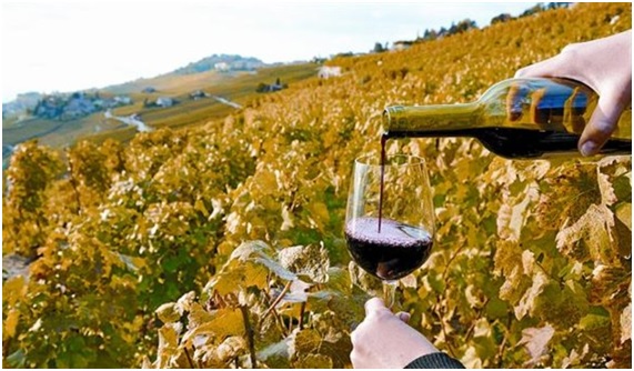 El cambio climático y los viñedos españoles