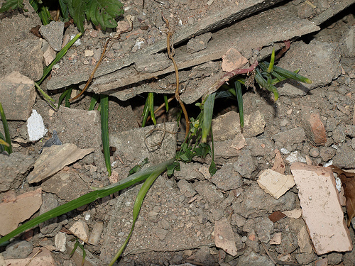 El PSOE de Valladolid reclamará a la Diputación que fomente la instalación de plantas de tratamiento de escombros