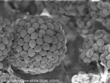 Un microorganismo reduce hasta un 70% los síntomas de enfermedades de las plantas