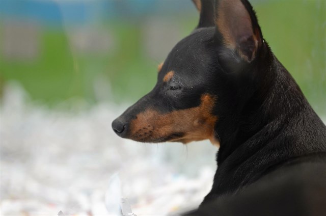 Equo pide control al Gobierno en el transporte de cachorros desde Europa del Este