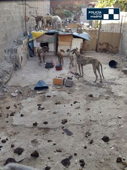 Rescatados 8 galgos desnutridos en la Cañada Real