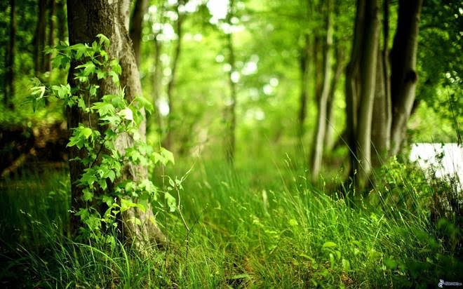 Protege lo que más te gusta: curso online en gestión de recursos forestales