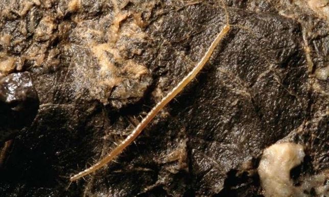 El ciempiés que vive a más de un kilómetro bajo tierra