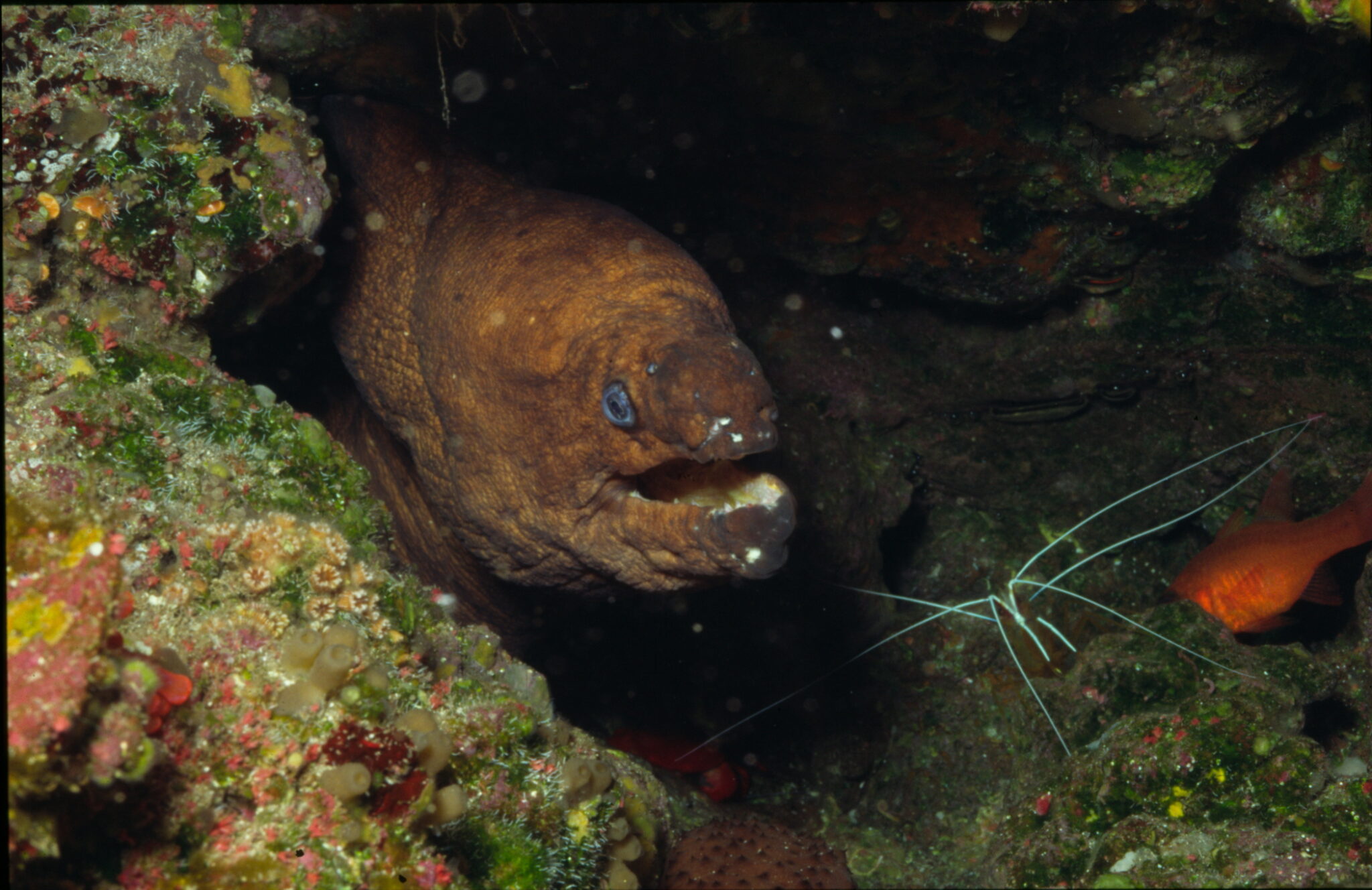 La Comisión Europea pone en marcha uno de sus proyectos más ambiciosos para conocer la biodiversidad y estado ambiental de los mares comunitarios