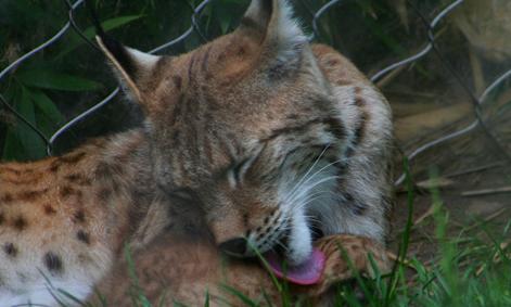 Nacen dos nuevos cachorros de lince ibérico en el programa de cría en cautividad