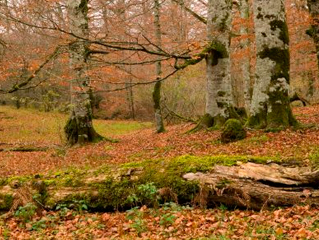 Andalucía se siente ‘discriminada’ por la distribución de fondos en programas de apoyo a la biodiversidad del Gobierno