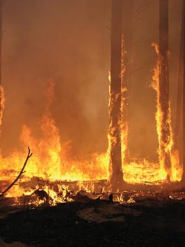 Extinguidos los tres incendios forestales de Arbo