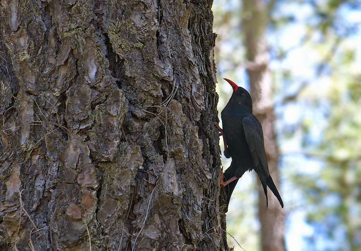 La Palma: la biodiversidad también importa