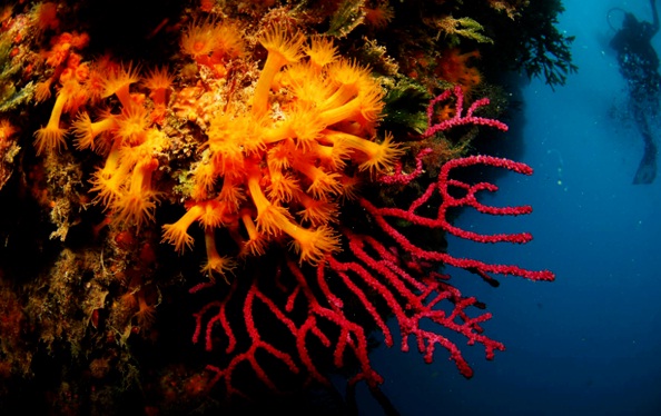 Conocer el coral anaranjado