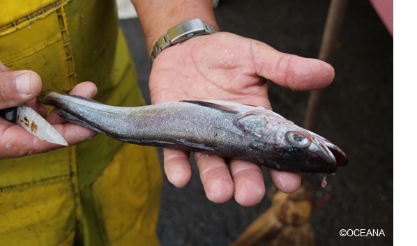 Subpesca declara que la merluza común ya no está colapsada pese a las advertencias del Comité Científico