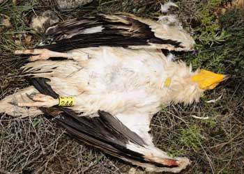 Castigan duramente el uso de veneno en la zona prioritaria para alimoche en Andalucía