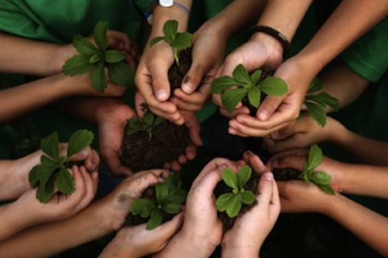 El programa "Escuelas Verdes" enseña a los chicos a cultivar sus alimentos