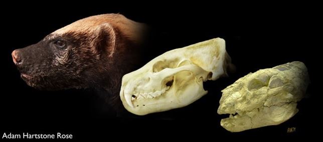 Qué sabes de una especie de tejón que vivió hace nueve millones de años