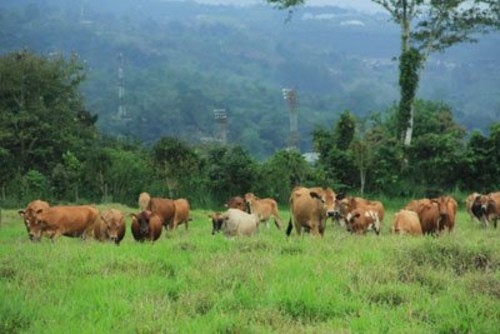 Nicaragua impulsará el desarrollo sostenible del sector ganadero