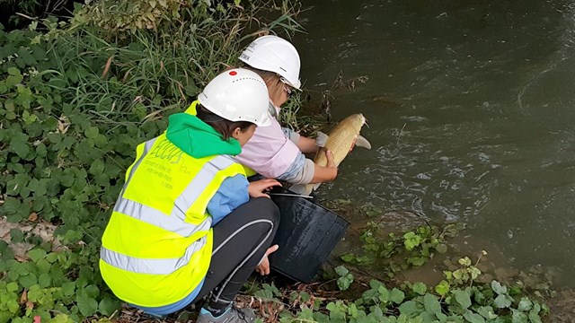 Salvan 6.000 peces de los canales de Balaguer y Serós (Lleida)