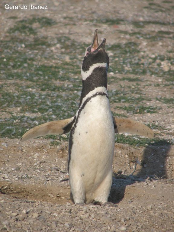 Medidas preventivas en la ruta migratoria de los pingüinos de Magallanes