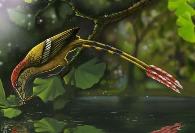 En la exhibición sexual reside el origen de las plumas