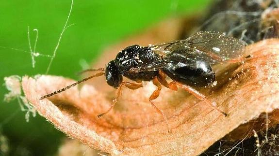 En Andalucía soltarán el parásito Torymus sinensis para luchar contra la plaga de la avispilla del castaño
