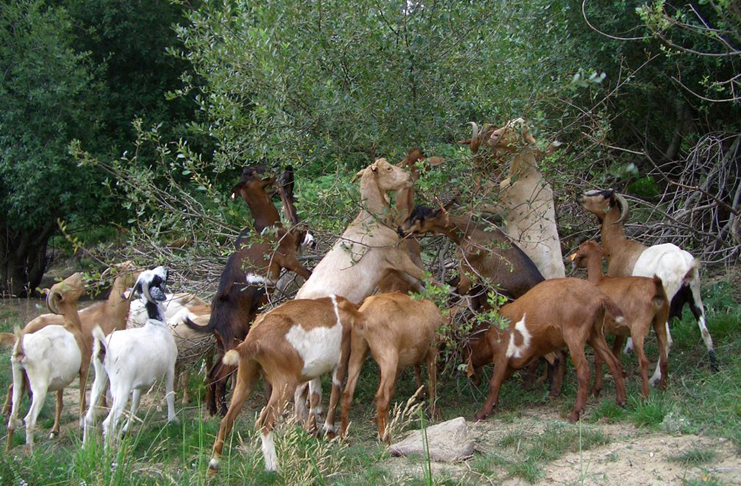 La ganadería como ‘arma’ contra los incendios forestales