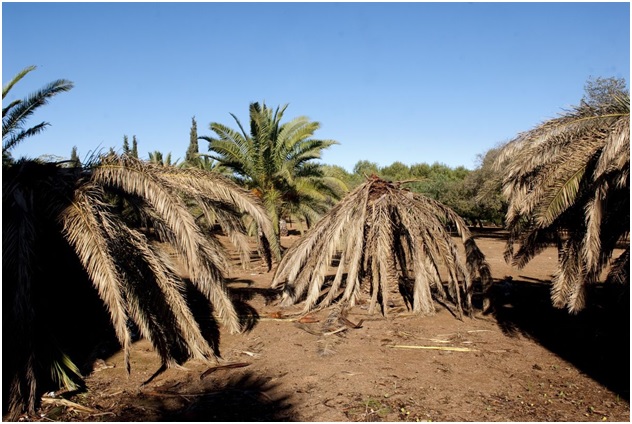 Guerra al Picudo Rojo