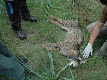 Grave problema con los atropellos de linces fuera de la zona de Doñana