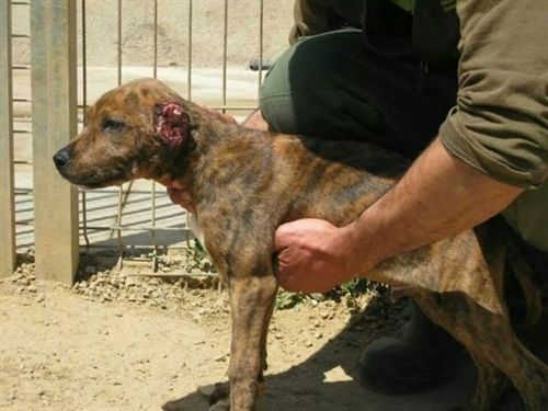 En Barcelona detenido un hombre por mutilar las orejas a un cachorro de perro