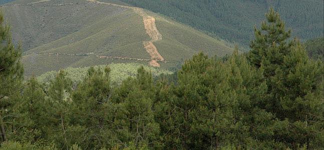 Se ultiman las actuaciones sobre la cubierta vegetal en montes de Las Hurdes